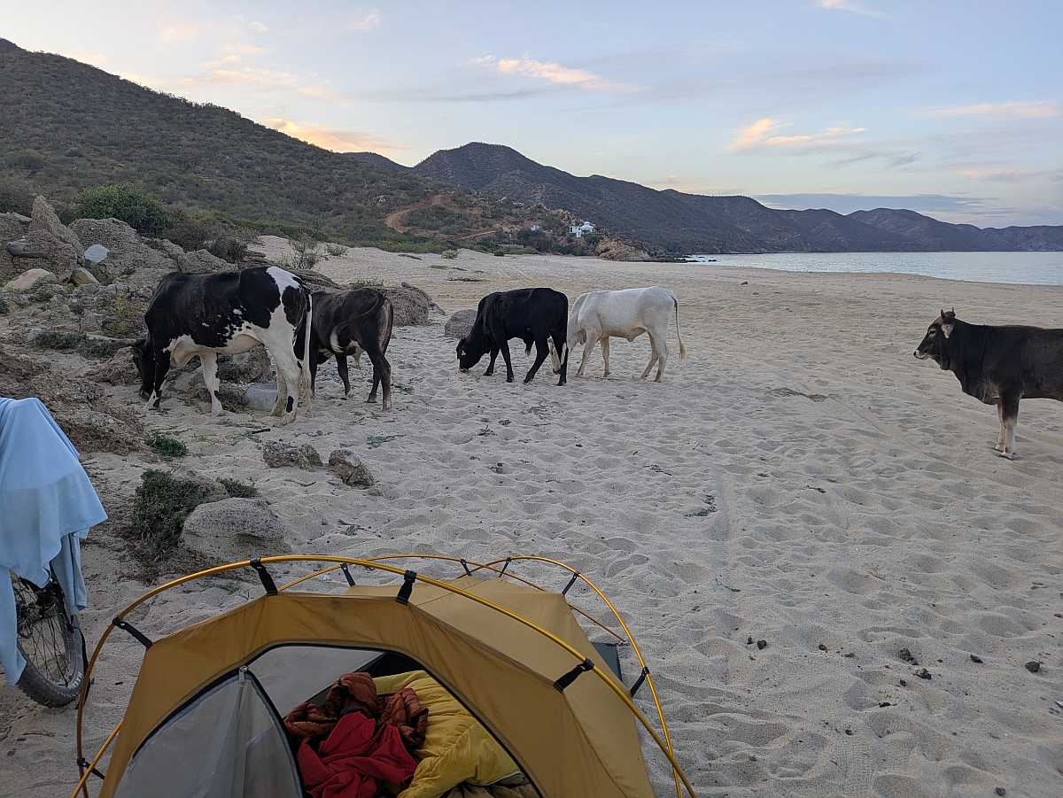 Bovine Friends