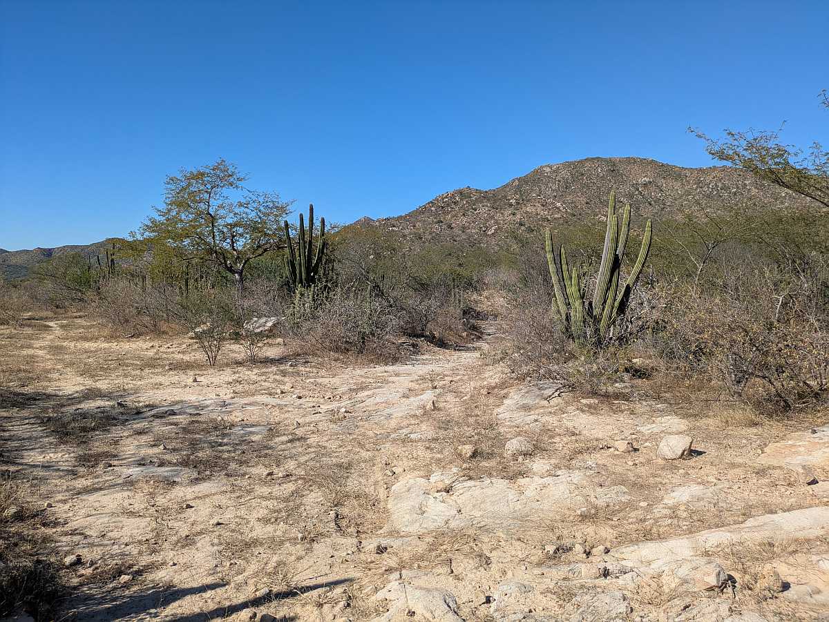 Rough Trail