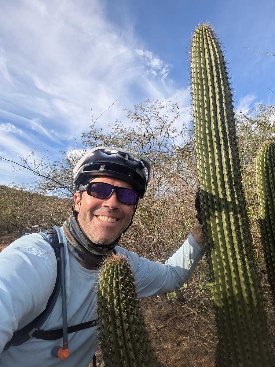 Lots of Cacti